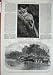 1866 GALAGO MAHOLL ZOOLOGICAL CHELTENHAM LIFE-BOAT ART