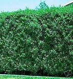51pV%2Bkd5hxL. SL160  Sweet Viburnum Hedge/Shrub ~2 plants per pot