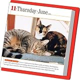 The 365 Kittens-A-Year Calendar 2009 (Picture-A-Day Wall Calendars)