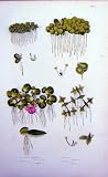 C1870 Anne Pratt Plants Ivy Leaved Duckweed Gibbous