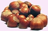 hazelnut flavor extract