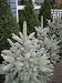 Baby Blue Eyes Colorado Spruce 1 - Year Graft