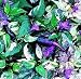 TRI-FETTI VERY Hot Pepper 20 Seeds - Ornamental/Edible
