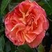 ROSE AUTUMN-Superb Birthday Gift/ Plant & Flower,G