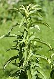 Stevia Süsskraut 100 Samen