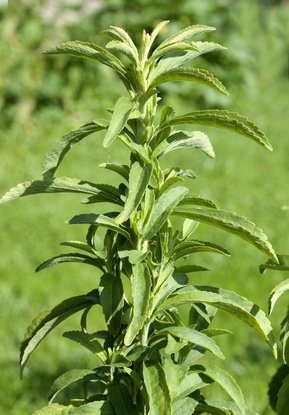 Stevia Süsskraut 100 Samen