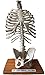 Herindera Human Spine With Ribs RS.1000.00