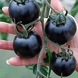 LuxBene(TM) 20種子/パック非常においしいBLACKトマト種子栄養健康野菜種子トマト種子