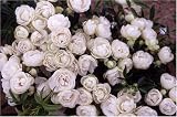 Paper '1st' Aniversary Rose