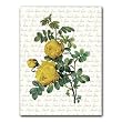 Thank You with Rosa Sulfurea Combo 1 - 5" x 7" Vellum Overlay Greeting Card