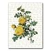 Thank You with Rosa Sulfurea Combo 1 - 5" x 7" Vellum Overlay Greeting Card