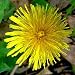 DANDELION organic high Calcium TORTOISE FOOD 500+ seeds