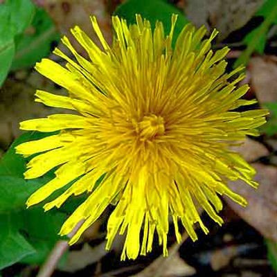 DANDELION organic high Calcium TORTOISE FOOD 500+ seeds