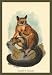 Buyenlarge - Allen's Galago 24x36 Giclee