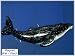 Maritimer Magnet Wal Fisch Poly