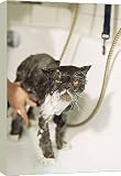 20 Inch Box Canvas (51cm) Persian Cat - standing in bath, being washed. by Ardea