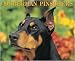 Just Dobermans 2009 Calendar From Willow Creek