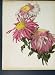 Anemone Japanese Chrysanthemums Flower Colour Print