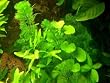 Anti Algen Set 25 Wasserpflanzen 15 Schwimmpflanzen, Aquarium