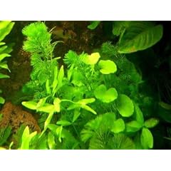 Anti Algen Set 25 Wasserpflanzen 15 Schwimmpflanzen, Aquarium