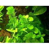 Anti Algen Set 25 Wasserpflanzen 15 Schwimmpflanzen, Aquariumvon "M�hlan Wasserpflanzen"