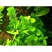 Anti Algen Set 25 Wasserpflanzen 15 Schwimmpflanzen, Aquarium