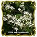 1 Oz Virgin's Bower (Clematis virginiana) Bulk Wildflower Seeds