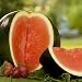 40 Seeds, Watermelon "Sugar Baby" (Citrullus lanatus) Seeds by Seed Needs