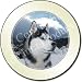 Kitchen & Housewares : SIBERIAN HUSKY SLED DOG Tax Disc Holder