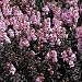 Antirrhinum 'Bronze Dragon' Flower Seeds