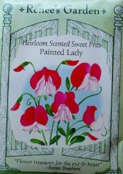 Heirloom Sweet Pea Seeds Painted Lady