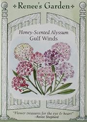 Honey-Scented Alyssum Gulf Winds Seeds