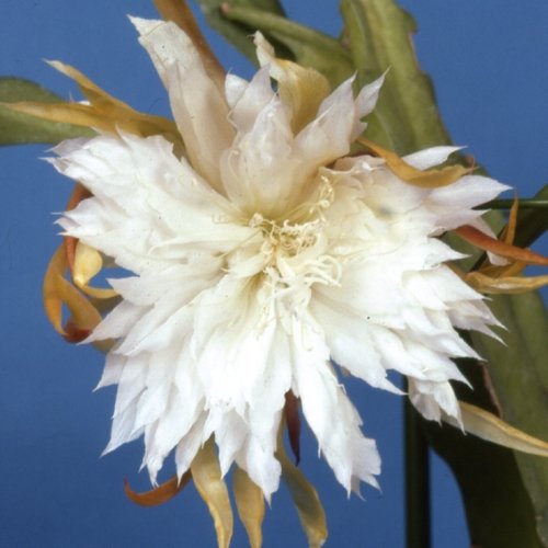 国華園 多肉植物苗 クジャクサボテン 白狐の精 1株 | 工具専科