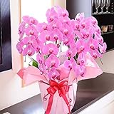 ＜ お祝い花 フラワーフラワーギフト プレゼント 贈り物におすすめ＞ 胡蝶蘭5本立（ピンク） 2万円コース