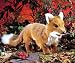 Reddy Fox