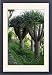 Framed Prints of DAD-1876 Dragon Trees from Ardea Wildlife Pets