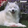 2009 Samoyed Wall Calendar
