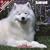 2009 Samoyed Wall Calendar