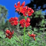 Amazon / Tropical Oasis: LILIUM PUMILUM Coral Lily fragrant 10 seeds