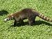 Coati Mundi, Arenal Volcano Observatory Lodge, Arenal Volcano, Costa Rica Art Photogr...