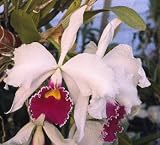 Laelia purpurata '#20' x Cattleya mossiae var reineckiana 'Youngs Variety'