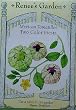 Tomatillos Two Color Mexican Fiesta Seeds 120 Seeds