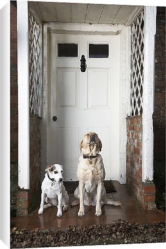 Canvas Prints of Guard Dogs from Country Life 