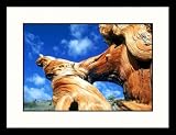Great American Picture IS825850 Bristlecone White Mountains, California Framed Photograph - Mark Gib