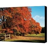 Flame Trees Canvas Print / Canvas Art - Artist Lois Bryan