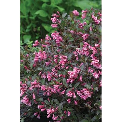 Pink Weigela Perennial Flowers pink weigela perennial flowers