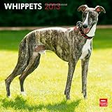 Whippets 2013 - Kleine Englische Windhunde - Original BrownTrout-Kalender