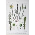 FLOWERS STURMS 1901 MARSCHALLII KOCHIA ARENARIA KOCHIE