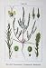 Flowers Sturms 1901 Marschallii Kochia Arenaria Kochie