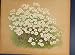 Rock Yarrow Achillea Rupestris Flower Colour Print